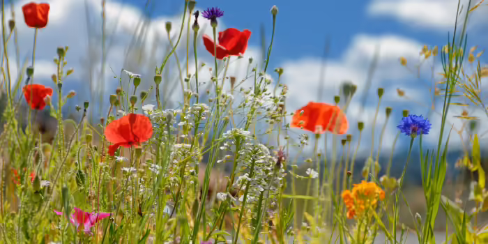 A wildflower meadow with red poppies, blue cornflowers, and other colorful blooms.