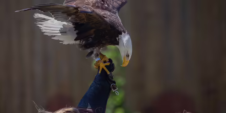 a bald eagle perched on someone's hand
