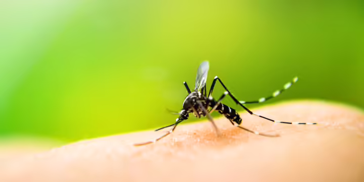 A mosquito on a person's finger