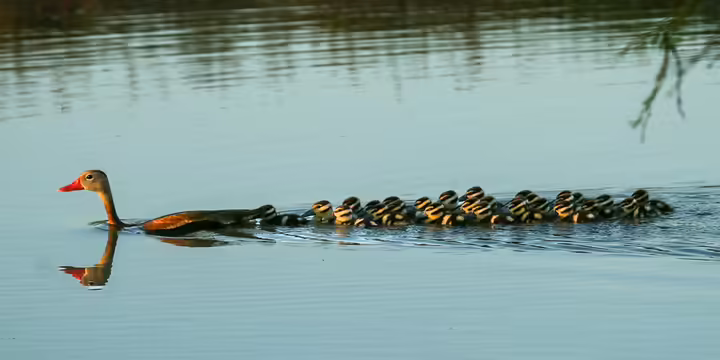 a duck swimming through water with a dozen ducklings behind her