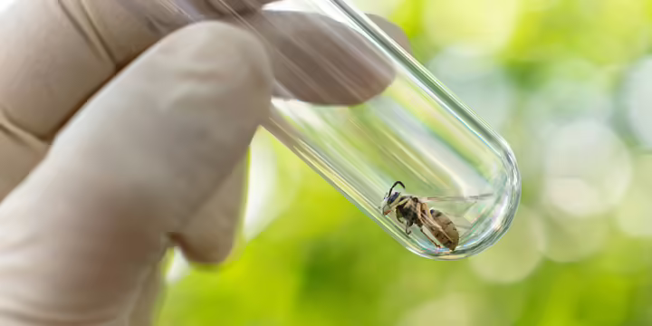gloved hands hold a test tube with a bee
