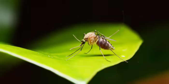 A mosquito on a leaf. 