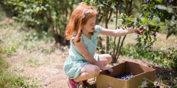 little red headed girl picking blueberries