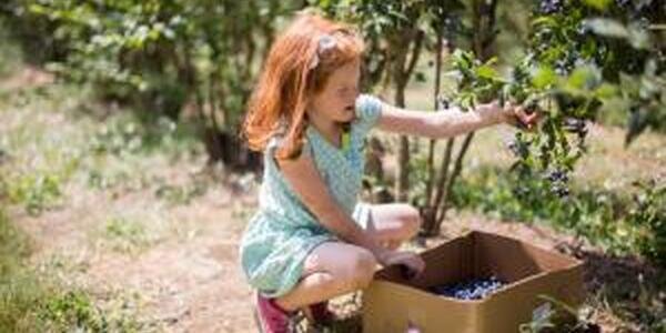 Girl picking blueberries