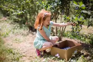 Girl picking blueberries