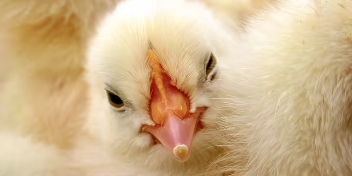 baby chicks photo by Allison Nix