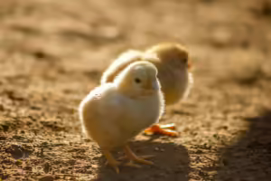 Two Yellow Chicks