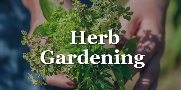 herbs in hands