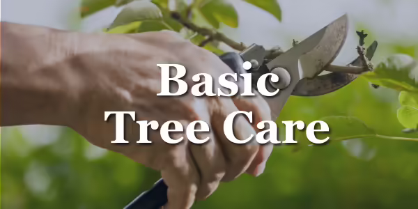 hand trimming a tree limb