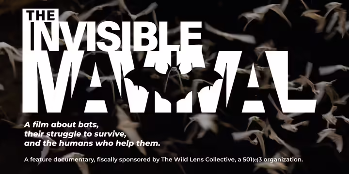 The Invisible Mammal bat logo