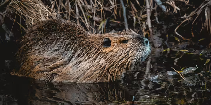 Beaver in the water