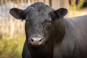 Angus bull cattle