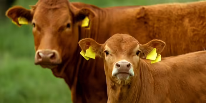 Two Beef cows with ear tags