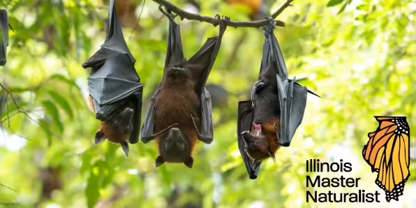 bats hanging from tree. Illinois Master Naturalist logo.