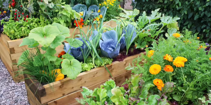 Raised garden beds full of flowers and vegetables.