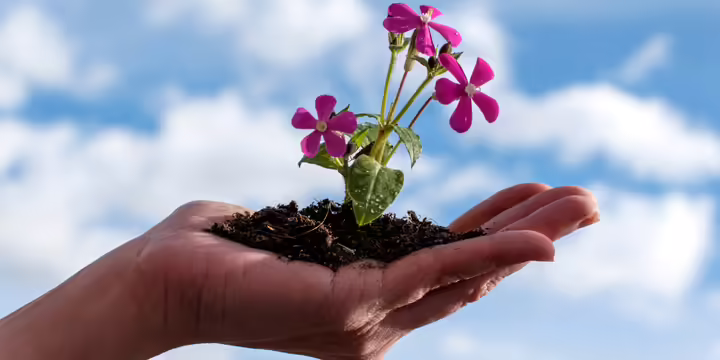 flowers growing out of dirt in person's hand