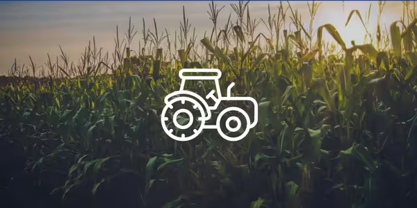 A field of corn stalks with the sun setting in the background.