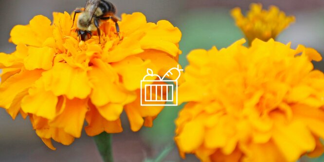 Image of a bee on a yellow flower with a graphic of a basket of produce