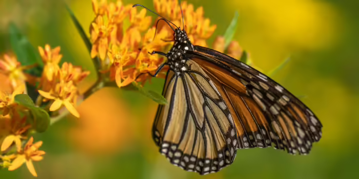 A Monarch butterfly drinking from a butterfly bush.