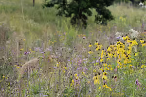 bioswale flowers and plants
