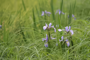 wildflowers in bioswales