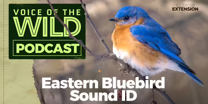 An eastern bluebird perching on a bare twig