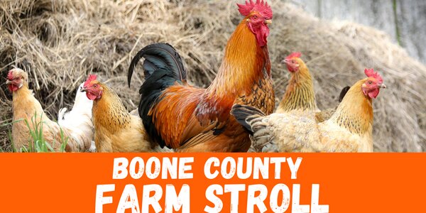 Boone County farm stroll 