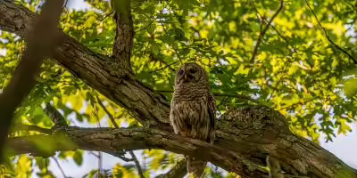 A barred owl in a tree