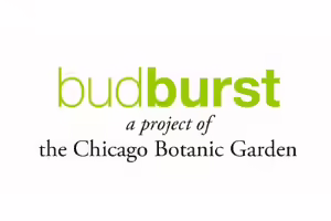 green words with white background