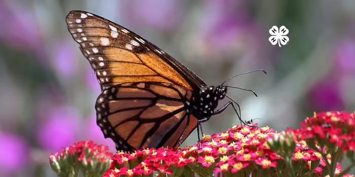 butterfly on flowers