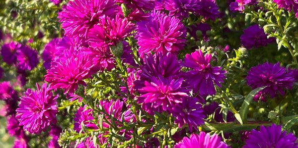 Picture of magenta flowers