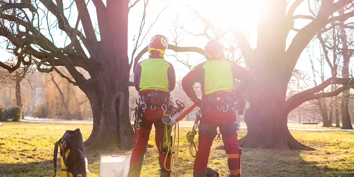 two people in bright yellow vests and climbing gear face a tree