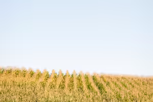 Corn Field and Blue Sky
