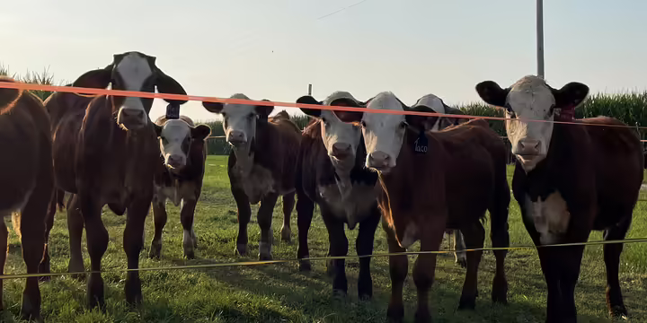 Beef cattle on pasture