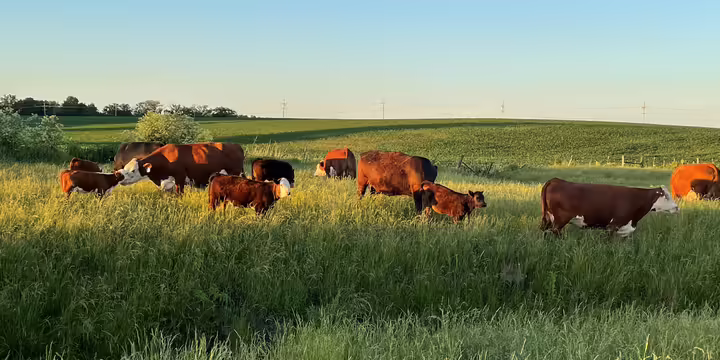 cattle on pasture
