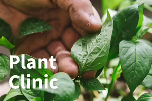 hand folding back green leaf to inspect insect damage