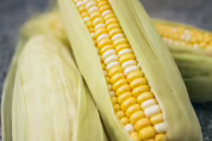 Photo of corn in a husk