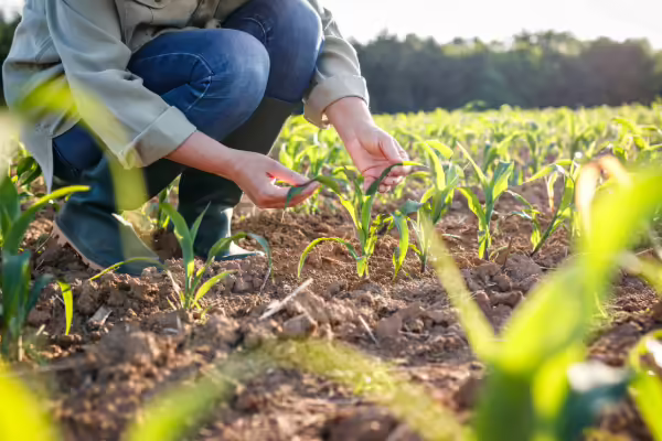 A farmer looking at his field of corn 