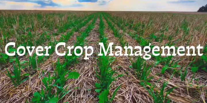 Cover crops planted in field
