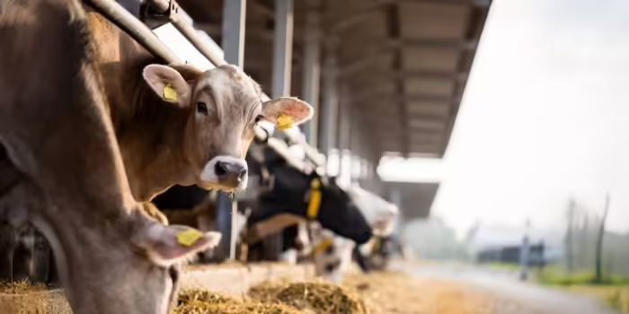 Cows with ear tags in a pen 
