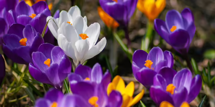 Purple, yellow, and white crocus flowers