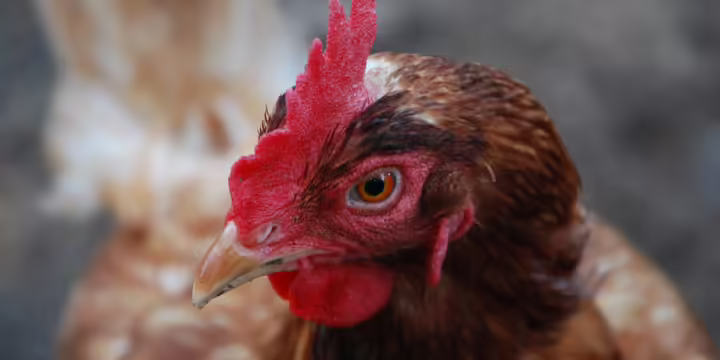 close up of chicken by Anita Wilkinson