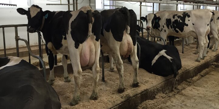 Dairy Cattle in barn