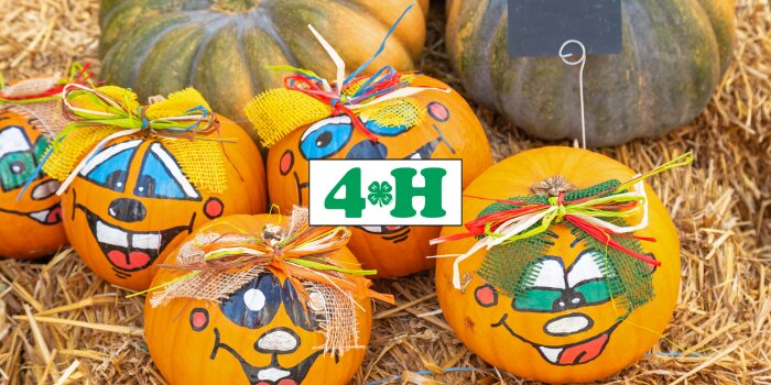 A variety of decorated pumpkins.