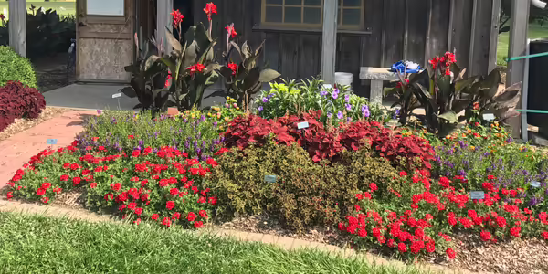 Colorful flowers at the Idea Garden