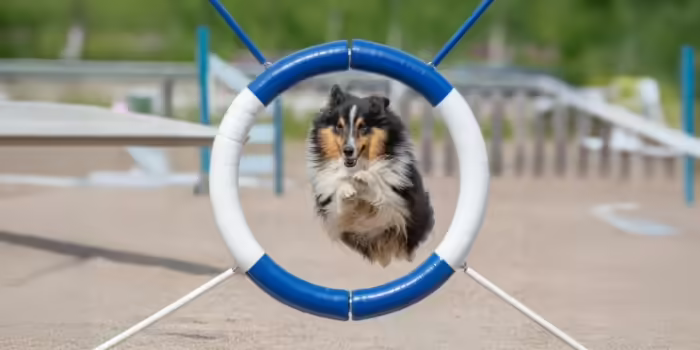 A show dog jumping through an agility hoop