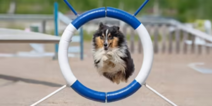 Dog jumping through a show hoop