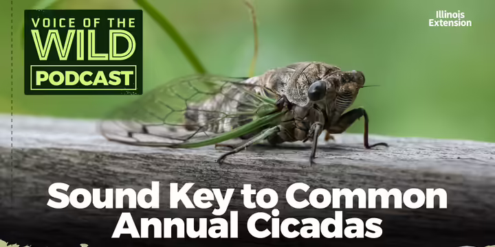 A cicada resting on the wooden handrail of a pedestrian bridge