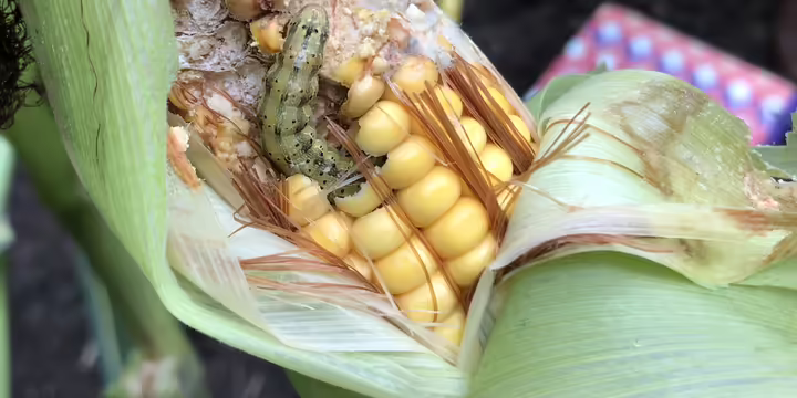 earworm eating corn