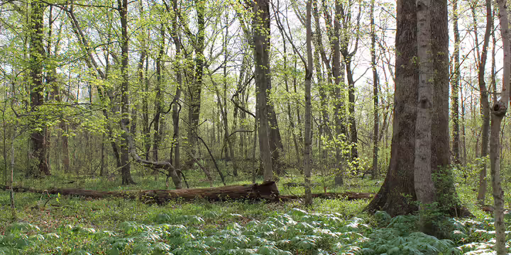 Eastern Bottomland Hardwood Forest